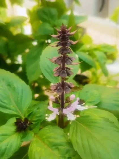 A close-up of a flowering Thai basil plant, known for its aromatic leaves.