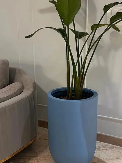 For this minimalist living room, I selected a graceful Bird of Paradise. Its upright leaves add height without clutter, and the matte blue planter provides a subtle contrast to the soft grey furniture.