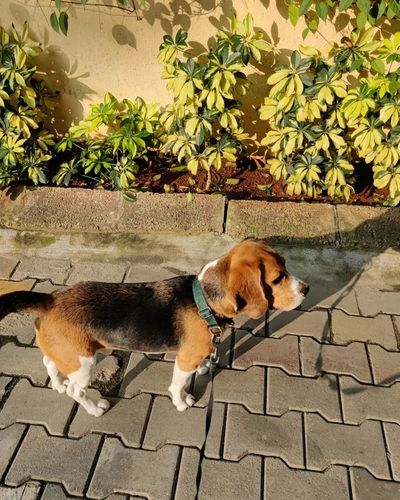 Dog Walking