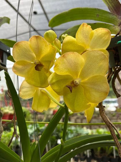 A bright yellow Vanda orchid in full bloom, a sunny and cheerful addition to our collection.