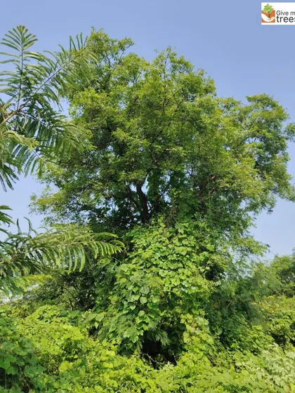 A large native tree at the Jaunapur site is covered in a healthy vine. This symbiotic relationship is common in natural forests, where different plants support and interact with each other.