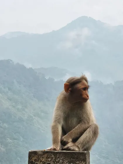 A monkey enjoying the misty mountain view in Wayanad. The region is rich in wildlife, and sightings like these add to the experience.