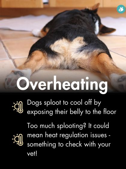 The Pack - Online Pet Parent Community Expert Advice You Can Trust photo 10