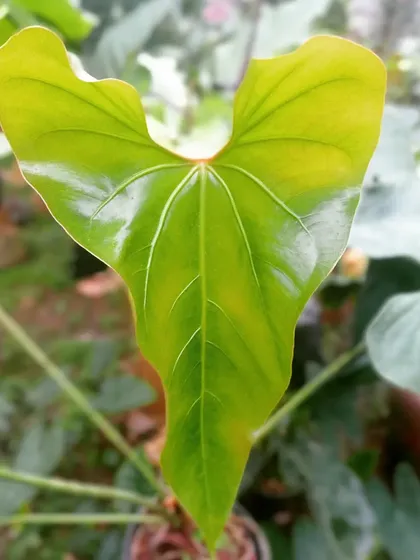 A new leaf unfurling on an Anthurium faustomirandae. This plant is known for its large, heart-shaped, and sturdy leaves that have a beautiful sheen, making it a magnificent statement piece.