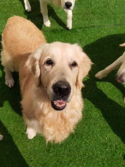 A sweet-faced Golden Retriever.