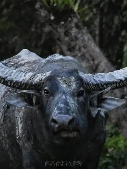 A powerful Wild Water Buffalo stares intently, its massive horns making for an imposing sight. This shot was taken in the grasslands of an Indian national park, highlighting the raw power of this large bovine.