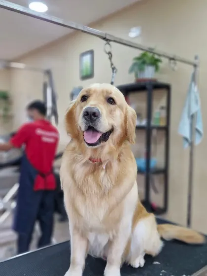 Mamppi Deb - Pet Grooming & Styling Golden Retriever & Large Breed Grooming photo 10