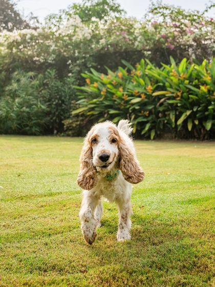 A happy cocker spaniel, Chase, trots through a lush green lawn, his long ears flying. This candid shot captures his joyful spirit during an outdoor adventure.