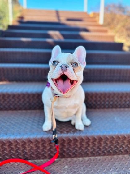 Tulsa Dog Trainer - Immersive Board & Train Programs Board & Train Graduates photo 66