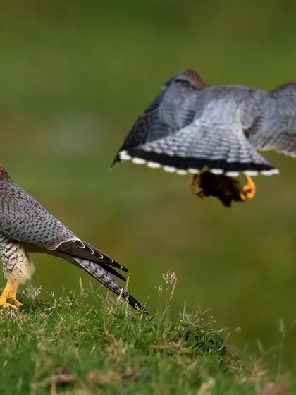 The Red-necked Falcon is a stunning and fast-moving raptor. These images from near Bangalore show one perched and another in a dynamic interaction, highlighting their speed and agility.