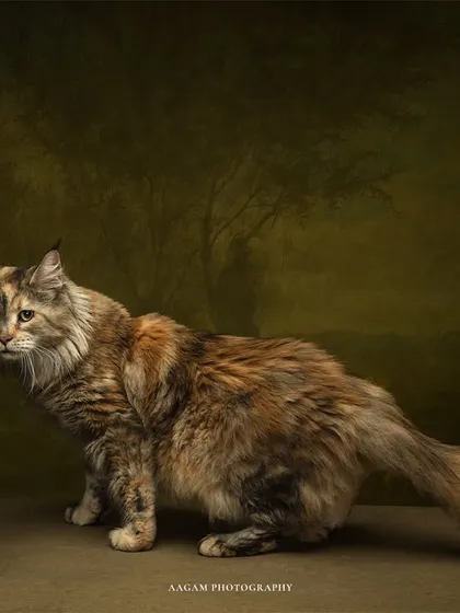 A full-body shot against a painterly green background, showing off the cat's beautiful markings and long, fluffy tail.