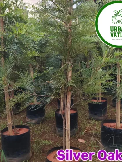 The beautiful Silver Oak plant, which grows into a tall, graceful tree.