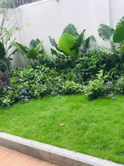 A compact backyard space is maximized with a neat lawn bordered by a dense bed of tropical foliage. This shows how even smaller areas can be transformed into a lush green corner.