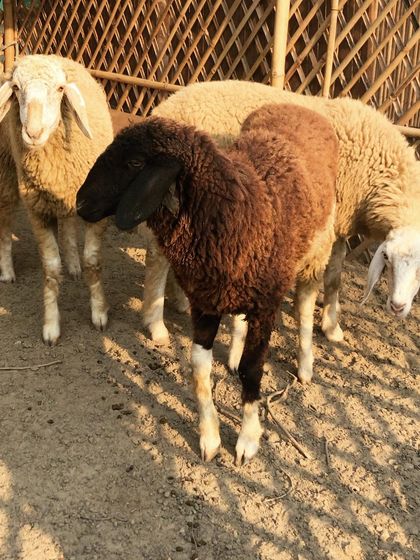 Our sheep are as gentle as the nursery rhymes suggest. They are a delight to watch and a favorite among our younger visitors.