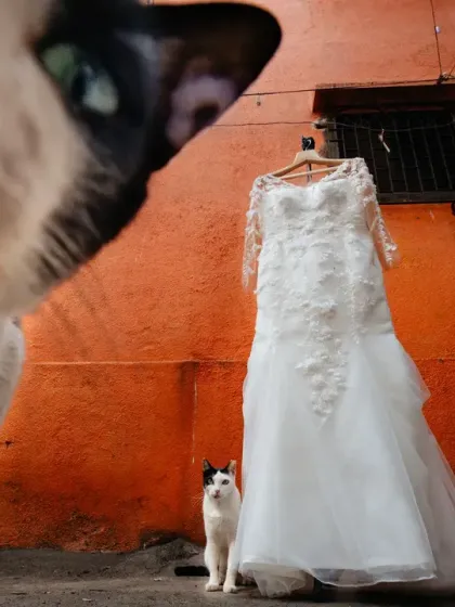 Curiosity couldn't kill the dress! A cat inspects the bride's wedding gown in a classic Mumbai alleyway.