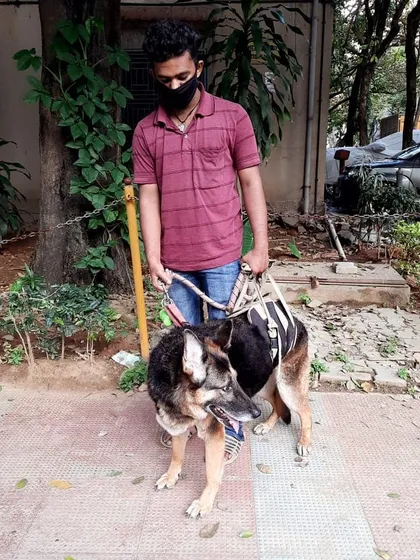 Here we are helping our friend Smooch on his daily walk. He is a 10-year-old German Shepherd with muscle weakness in his back, so we use a special support harness to help him move comfortably and safely. It is all about patience and gentle support.