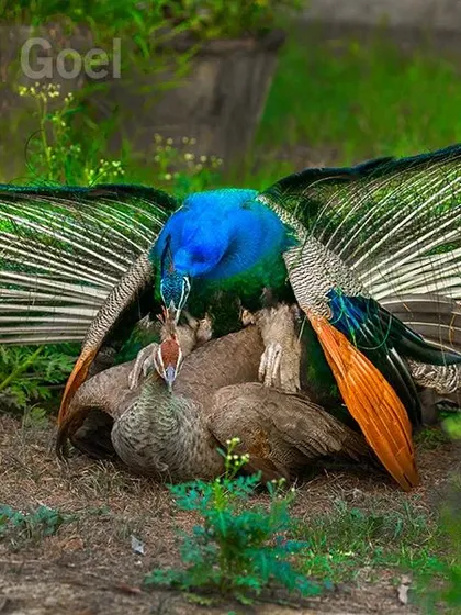 Do peacocks mate? Many people in India still believe the old myth that the peahen becomes pregnant from the peacock's tears. I have spent years observing them to show the truth. This is a photograph of their actual mating, a natural process I have been lucky to document many times since 2016.