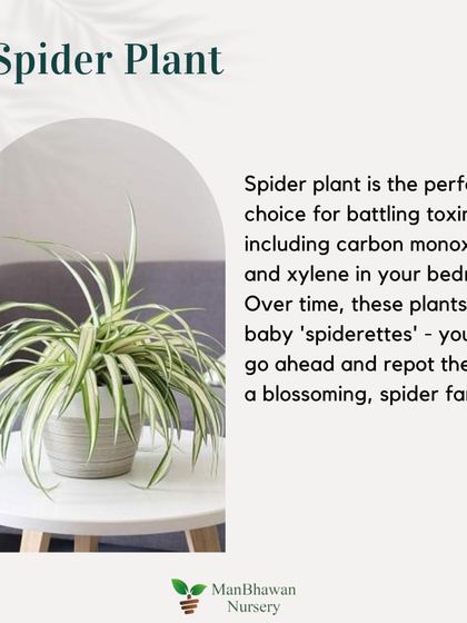 Bedroom Plant 5: Spider Plant. This is the perfect choice for battling toxins like carbon monoxide and xylene in your bedroom. Over time, they grow baby 'spiderettes' you can repot.