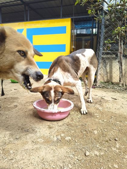 A quiet moment during feeding time. Even in a large pack, each dog finds their own space to enjoy their meal in peace.