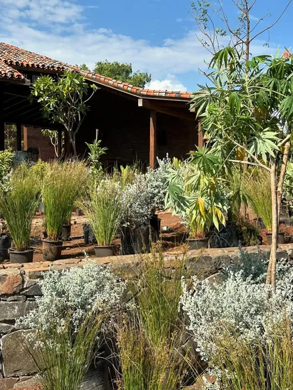 The landscape begins to fill in around the stone retaining walls of the farmhouse. The selection of native grasses and shrubs will help the building settle into its environment over time.