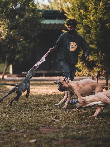 A game of tug-of-war is a great way for these Pitbulls to bond and burn energy. I always supervise group play to ensure it's safe and fun for everyone.