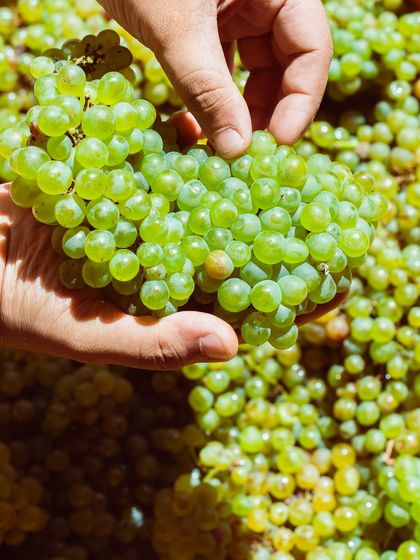 A winemaker inspects a cluster of Sauvignon Blanc grapes, feeling their texture and firmness. This hands-on evaluation is crucial for creating the refreshingly crisp and vibrant character of our Art Collection white wines.