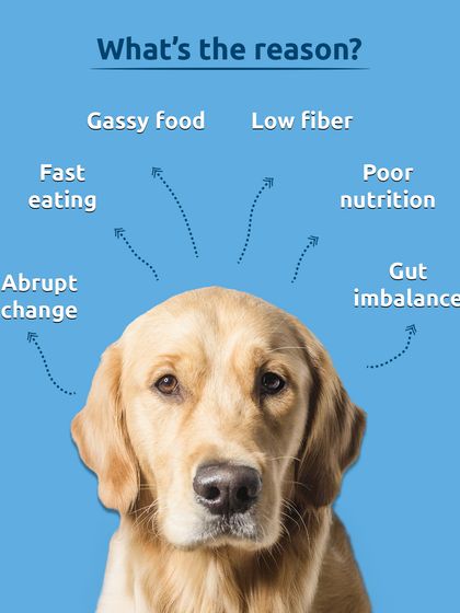 Here are the common reasons for bloating in dogs. It could be gassy food, low fiber, poor nutrition, or an abrupt change in diet. Identifying the cause is the first step to solving the problem.