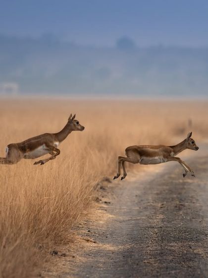 Another shot of the two blackbucks leaping. The clarity and detail in this image are fantastic, showing the power in their legs and the tension in their bodies.