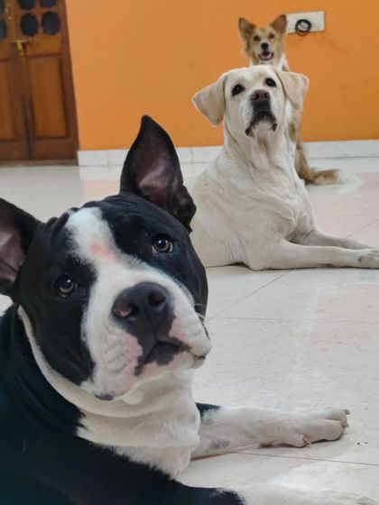 When you know all ears are for you. This Pitbull has a captive audience.