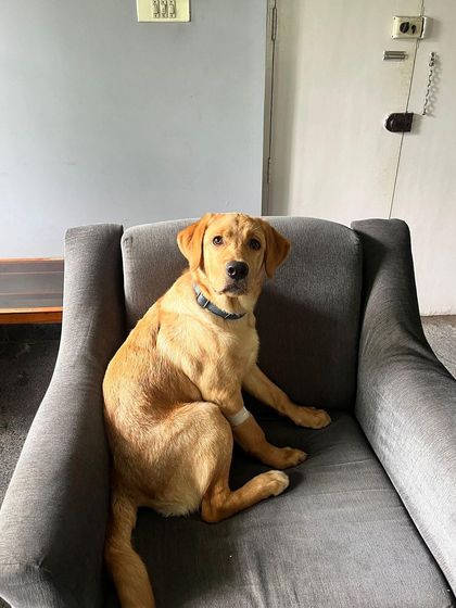 PL Paws - Animal Rescue & Rehabilitation Ready for a Home: Meet Our Adoptable Dogs photo 19