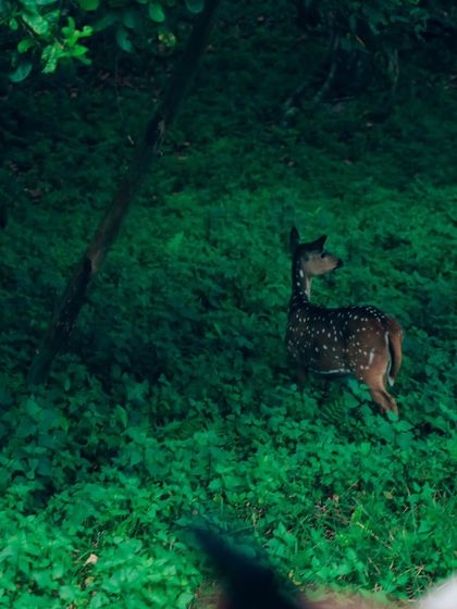 Puneeth - Cinematography for Film & Digital Media Wildlife & The Western Ghats photo 27