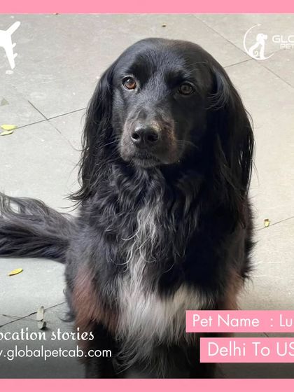 Global Pet Cab - International Pet Relocation Our Pawsengers: Dog Journeys photo 22