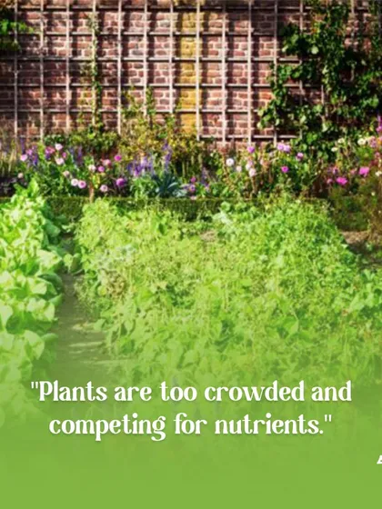 When plants are too crowded, they compete for nutrients, water, and light. We can help redesign your garden layout for optimal plant spacing and health.