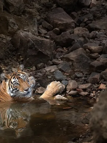 Noor cooling off in a rocky pool at Pandudeh, her reflection visible in the water. Reflections add another layer of beauty and complexity to a photograph.