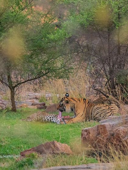 A rare and shocking sight: a tiger feeding on a leopard. I have been fortunate to witness this incredible natural history moment twice in Ranthambore, a testament to the park's raw and unpredictable nature.