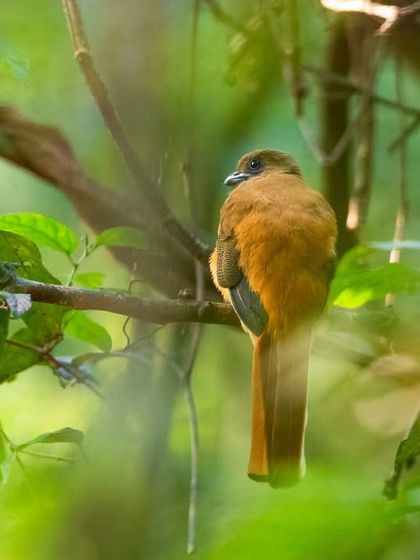 A Malabar Trogon, one of the many winged wonders of the Western Ghats. I will soon be hosting dedicated bird photography workshops to these rich destinations.