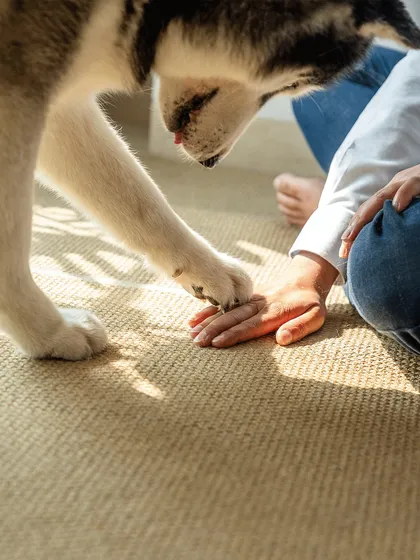 A close-up shot of a gentle paw-shake between Luis the Husky and his mom. This photo focuses on the small details of connection and trust.