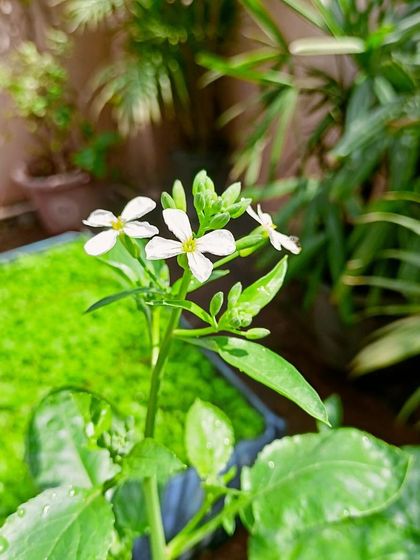 Multiplex Urban Green - Organic Gardening Supplies Grow Your Own Vegetables & Herbs photo 16