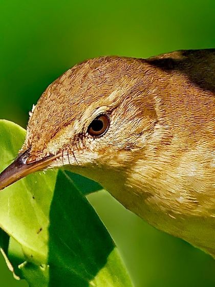 A macro portrait of a Blyth's Reed Warbler. The plain brown plumage and sharp, fine beak are captured in detail, representing the subtle beauty of many warbler species.