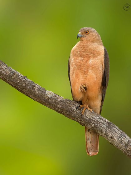 The Shikra is a small but fierce hunter. I photographed this one in Bangalore, capturing its alert posture and the subtle details of its plumage against a clean green background.