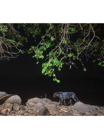 A melanistic leopard, or black panther, on its nightly patrol. My camera traps need to be robust enough to survive the elements and be ignored by the subjects to get natural shots like this.