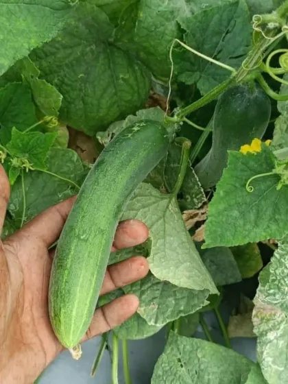 Holding a freshly picked cucumber to show its ideal size and health.