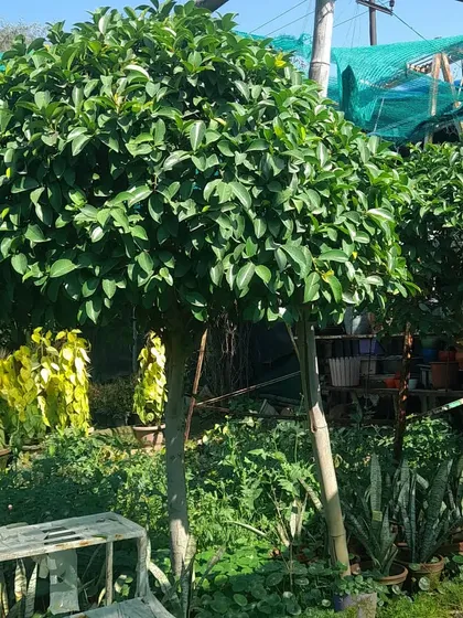 This is a Ficus tapari, which I have pruned into a perfect ball shape. This kind of topiary plant is great for adding a formal, decorative touch to gardens, patios, or entranceways.