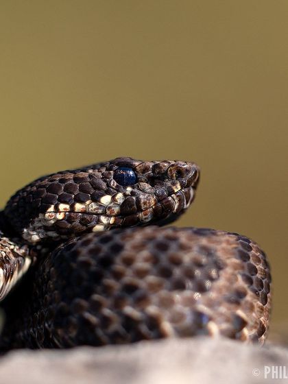 A detailed headshot of the Horseshoe Pit Viper, showing the texture of its scales and its vertically elliptical pupil.