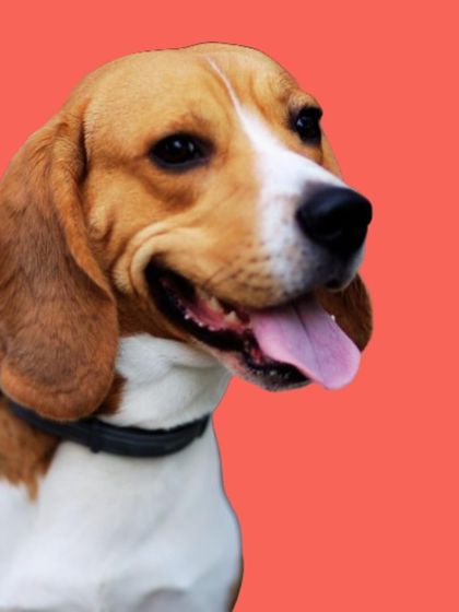 Woofly - At-Home Pet Grooming Fresh Looks for Our Furry Friends photo 13