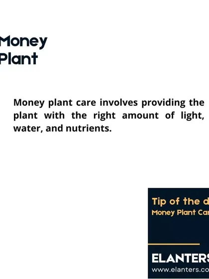 Caring for a Money Plant involves the right balance of light, water, and nutrients. I'm here to guide you through each step.