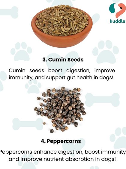 Kuddle - Pet Nutrition Consultation Is Your Pet a Picky Eater? photo 4