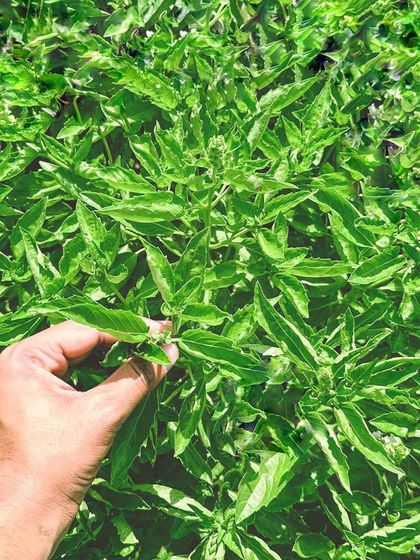 Our farm is our pride. Here, a hand picks fresh basil leaves, which we harvest in large quantities to create hundreds of bottles of our signature CAARA Basil Pesto.