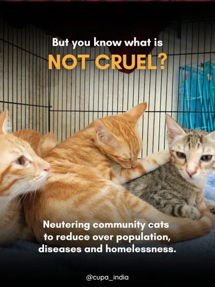 This is what "not cruel" looks like. These community cats are resting safely after their neutering surgery. By preventing overpopulation, we stop the cycle of homelessness, disease, and starvation. This simple act is one of the kindest things we can do for them.