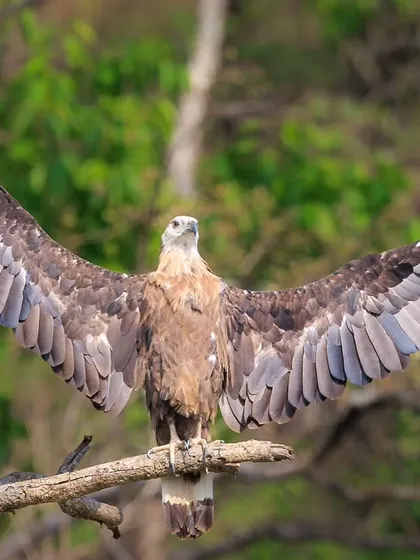 A majestic Palla's Fish Eagle perches with its wings spread wide, drying them in the morning sun at Corbett National Park. This powerful pose highlights the impressive wingspan and commanding presence of this formidable raptor.